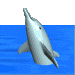 3D_dolphin.gif